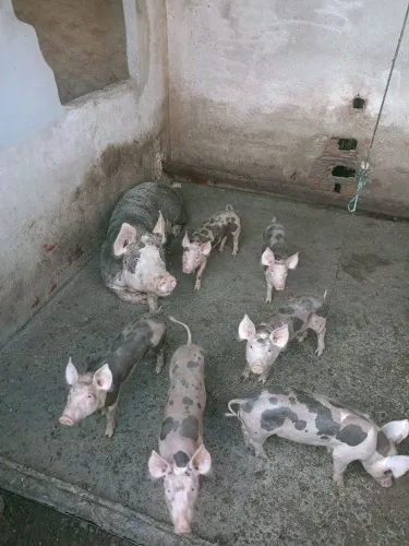 Porcos