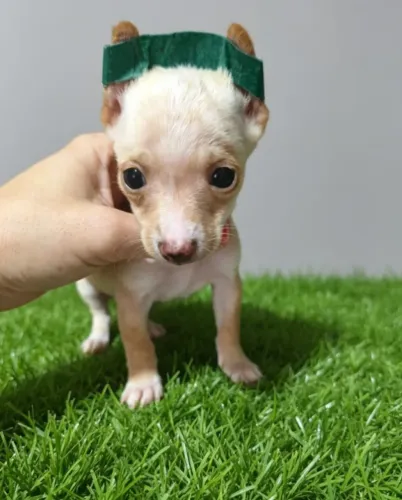 Pinscher Macho várias cores