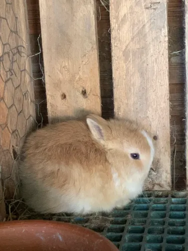 Coelho Anão ( Netherland Dwarf)
