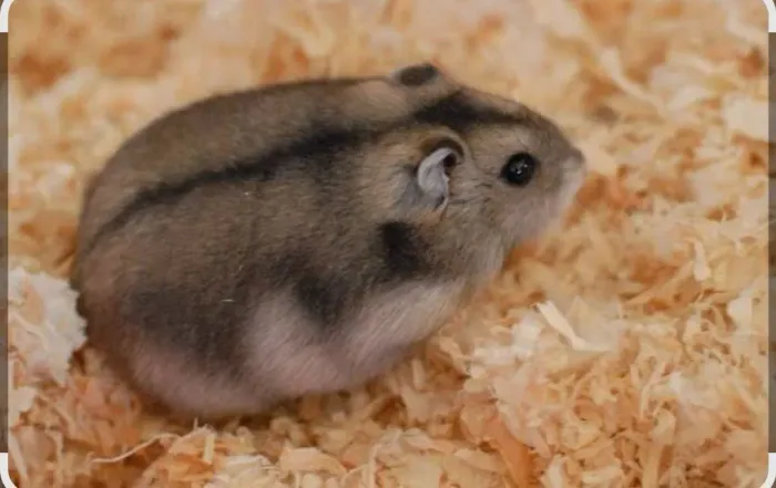 Vendo hamister anão russo