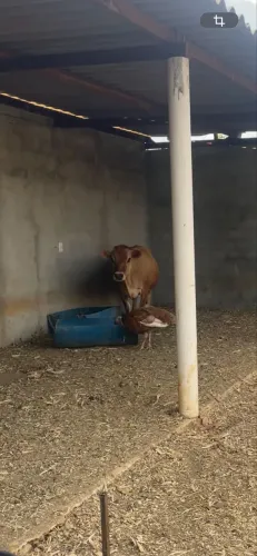 Casal de mini vacas,6 carneiros