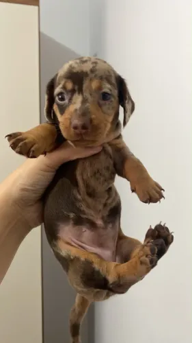 Dachshund Fêmea