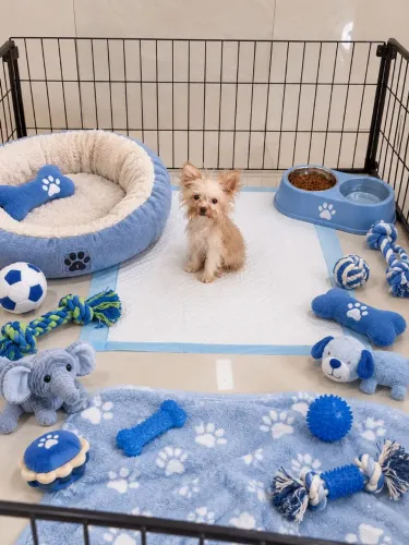 Cruza acidental lulu anão com Chihuahua pêlo longo!