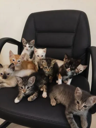 Doação de gato?, para alguém que realmente ama gatinhos.