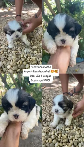 Shitzu raça legítimo