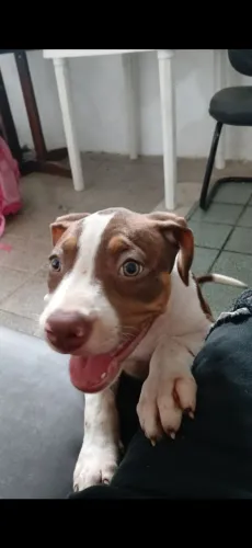 Cachorro