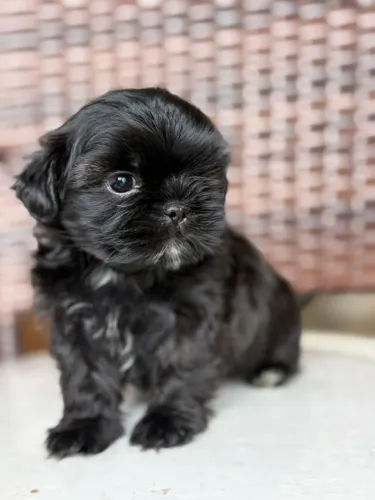 Shih Tzu disponíveis