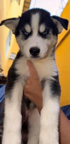 Husky siberiano