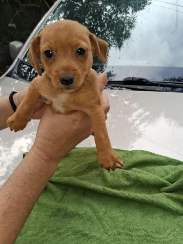 Pinscher 