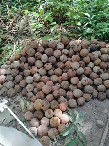 Castanha do Pará
