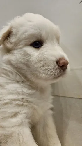FILHOTES CACHORRO HUSKY SIBERIANO