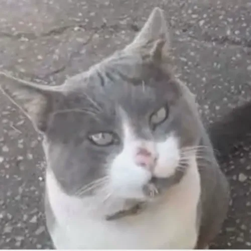 Lindo Tom para adoção