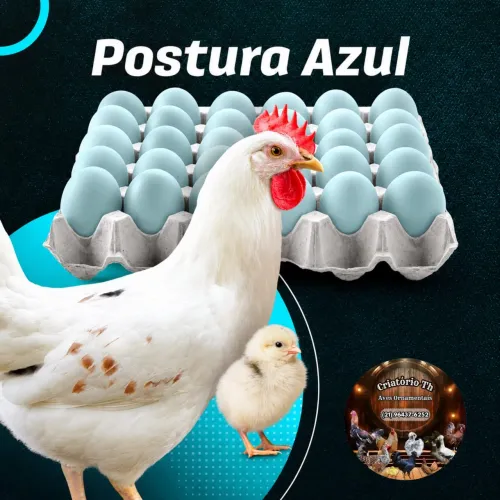 pintinho Poedeira de ovo azul