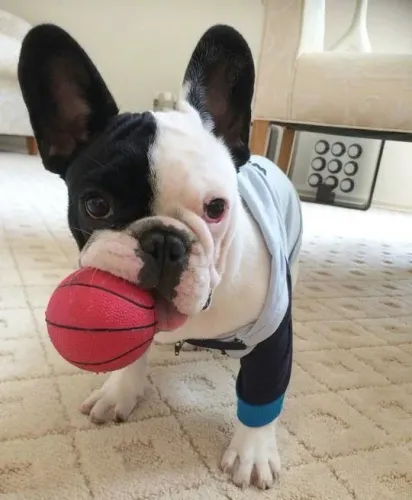 Bulldogue Francês Mais Que Um Presente, Uma Nova Amizade 