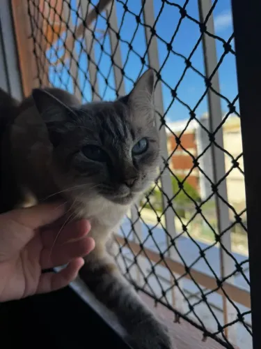 Gata castrada e vermifugada Dócil para Adoção