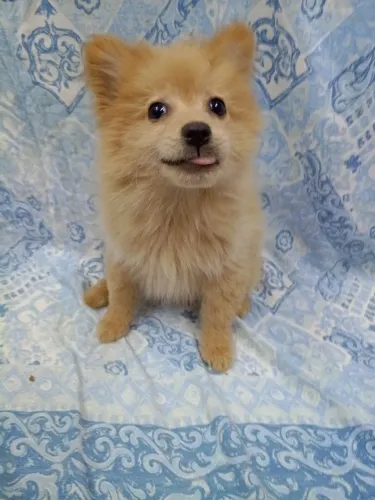 cachorro