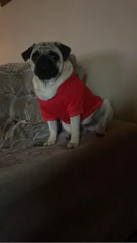 Cachorro