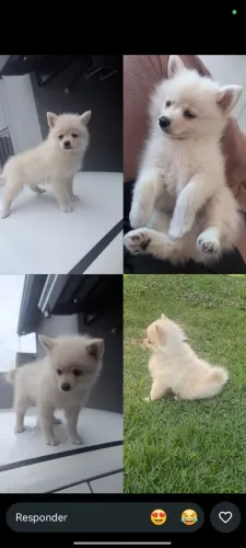 Lulu da Pomerania 
