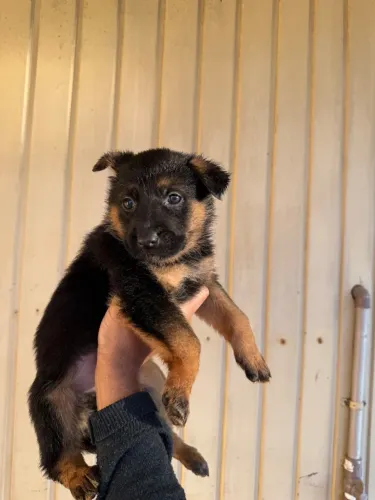 Cachorro