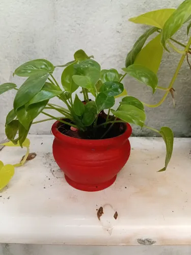 Muda no vaso de barro.
