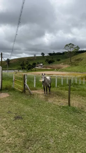 Potro de macha picada com documento 