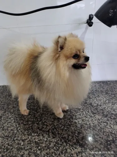 Spitz macho