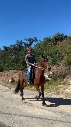 Égua Mangalarga Marchador Registrada