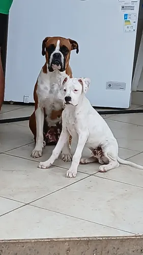 Raça Boxer Alemã Branca