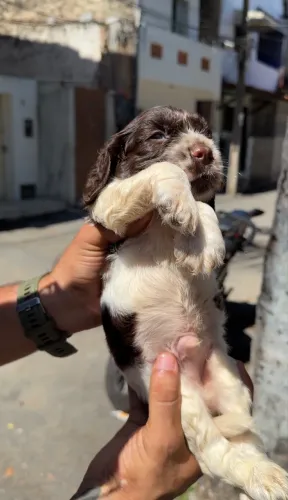 cocker spaniel