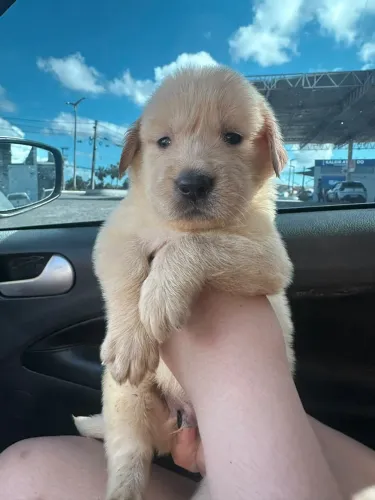 Golden retriver macho e femea LEGÍTIMO