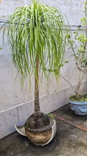 planta pata de elefante