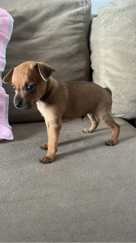 Filhote de Pinscher n.1 a venda! 