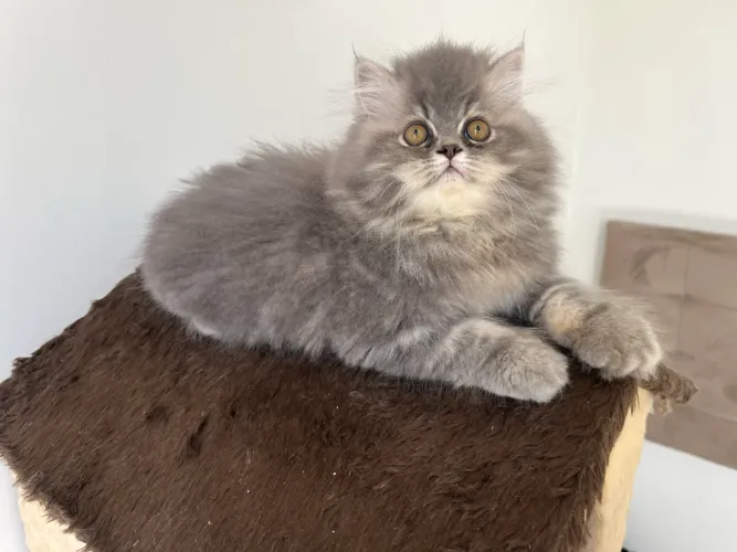 Gato Persa