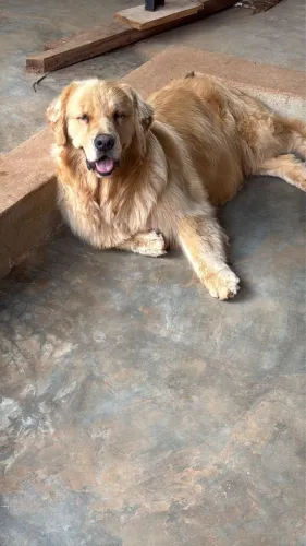 Filhotes de golden retriever tudo incluso