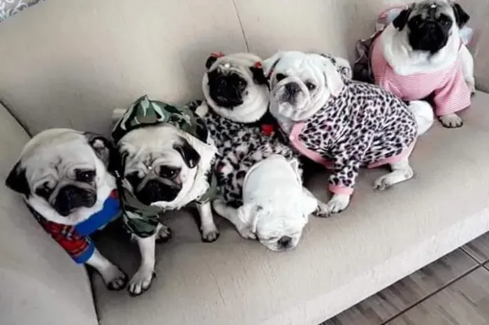 Filhotes de Pug