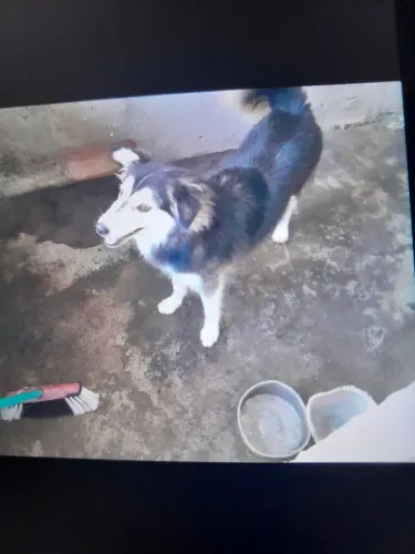 Vendo uma husky siberiano