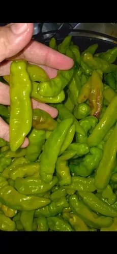 Vendo chero verde
