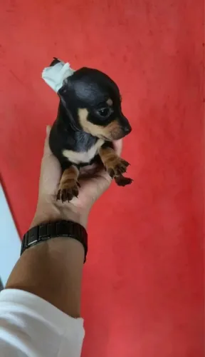 Fofinho Pinscher 