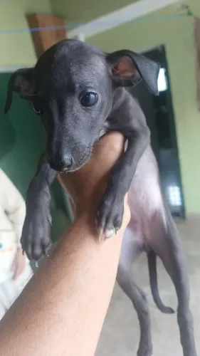 Galgo italiano filhote