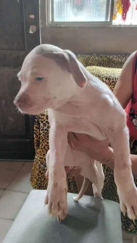 Pitbull fêmea linhagem pura de pai e mãe 350 ZAP *29