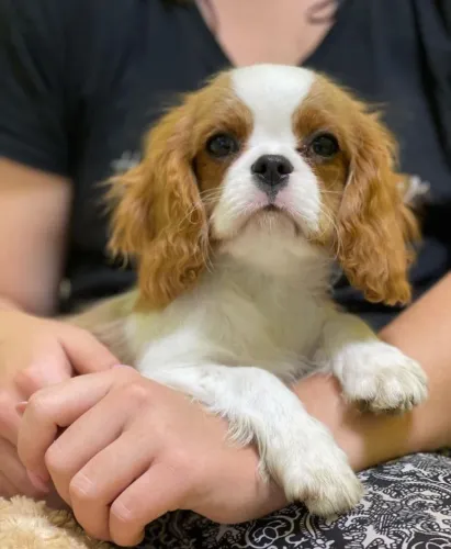 Olhar de ursinho e doçura pura: Filhote de Cavalier King disponível