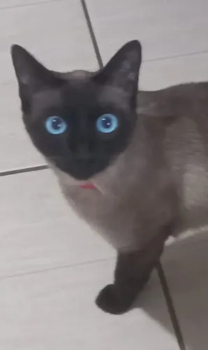 Doação de gatos(TEM QUE SER JUNTOS)