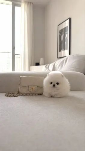 Lulu da Pomerânia simplesmente perfeito