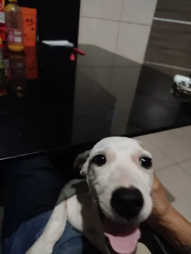 Estou doando me cachorro filhote