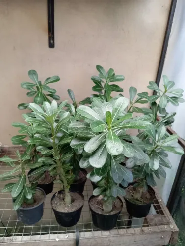 MUDAS DE ROSA DO DESERTO (NÃO SEI AS CORES/NÃO ENTREGO)