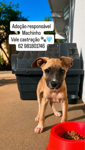 Filhote para adoção