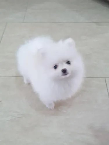 lulu da pomerania (spitz alemao anao) brancos neve - filhotes