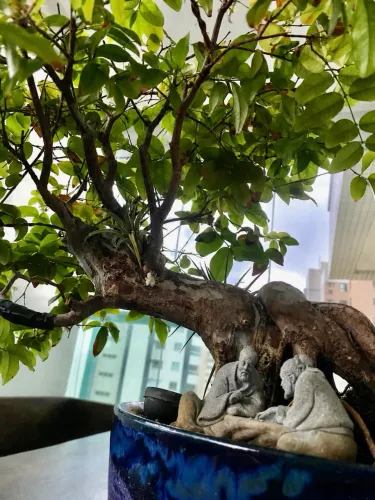 Bonsai de Jabuticaba Sabará (Frutificando)