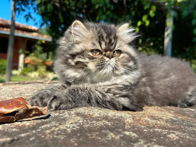 Filhote Gato Persa Fêmea