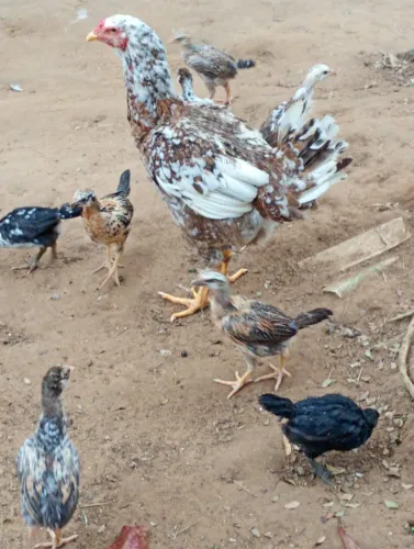 Franguinhos caipira